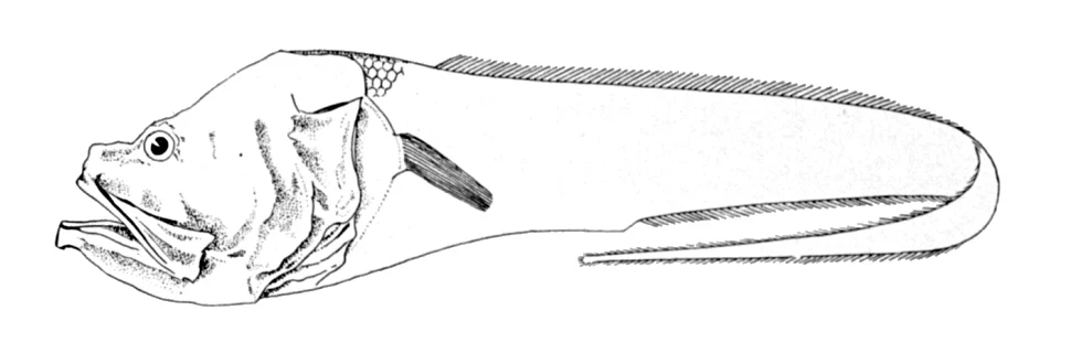snubnosed blindfish