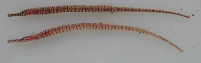 Upside Down Pipefish