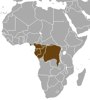 Long-nosed Mongoose