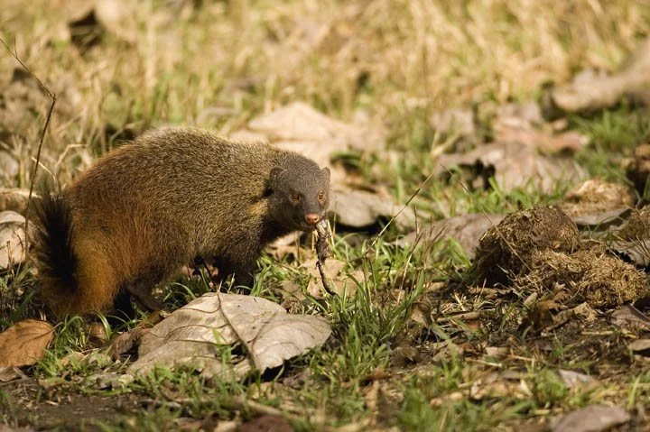 Stripe-necked Mongoose