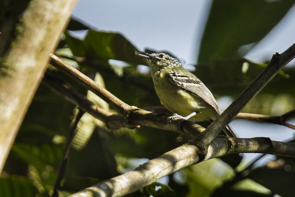 Yellow-breasted Antwren