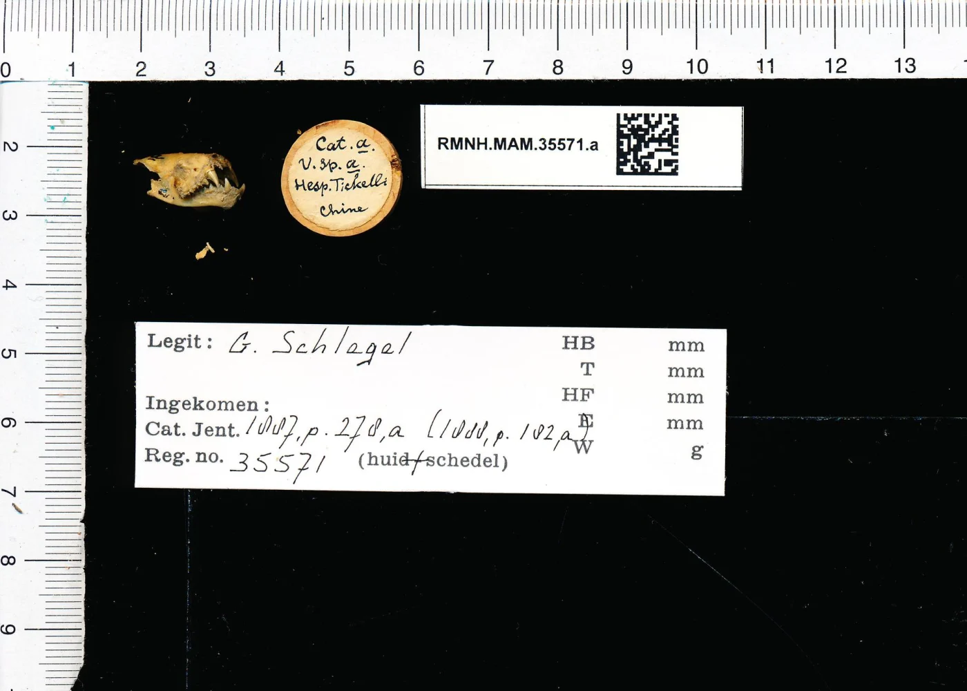 Tickell's Bat