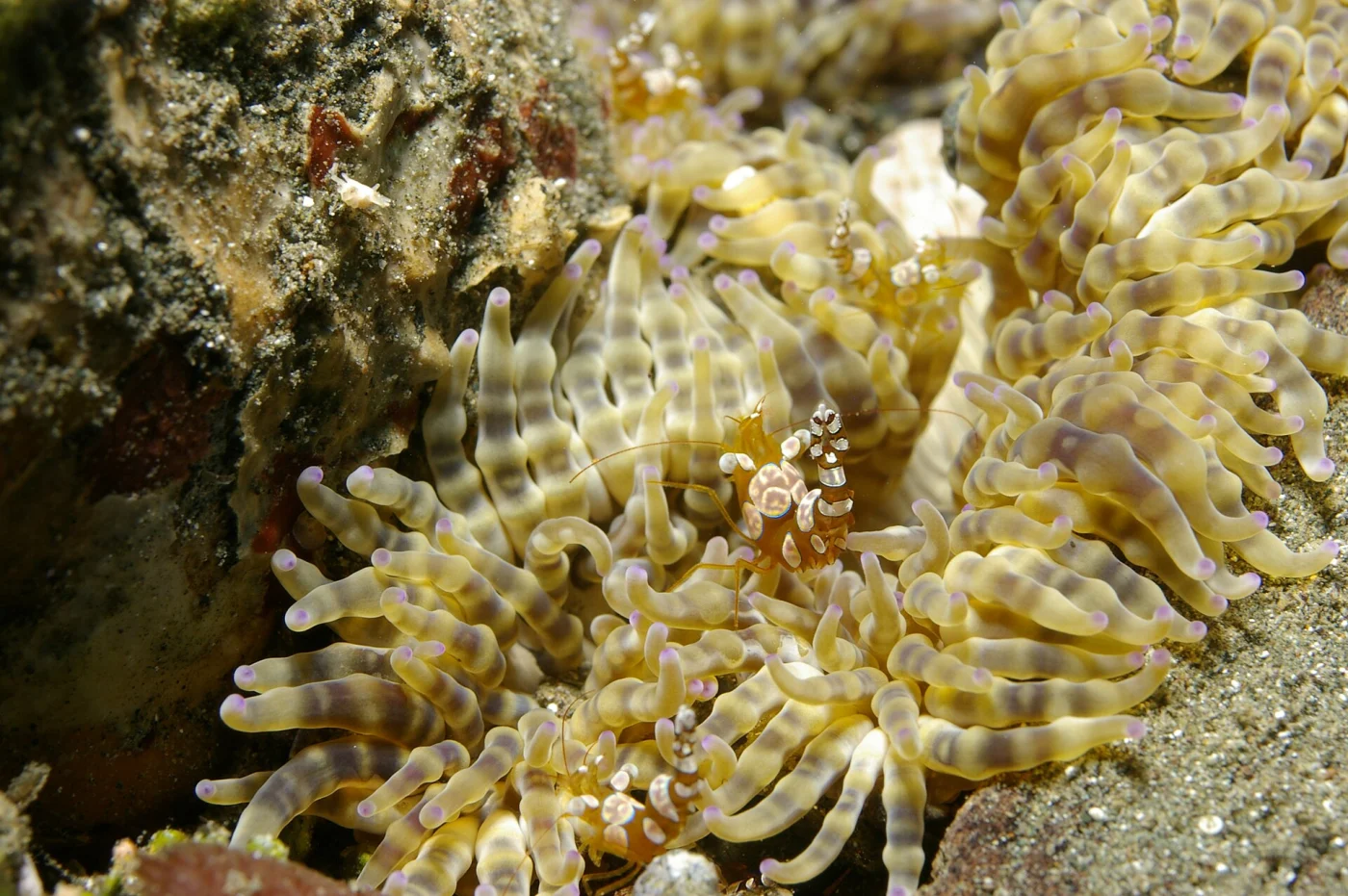 aurora anemone