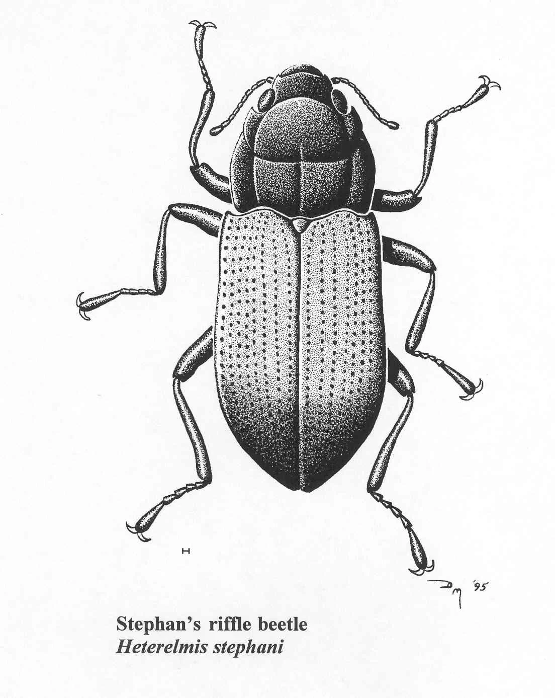 Stephan's Riffle Beetle