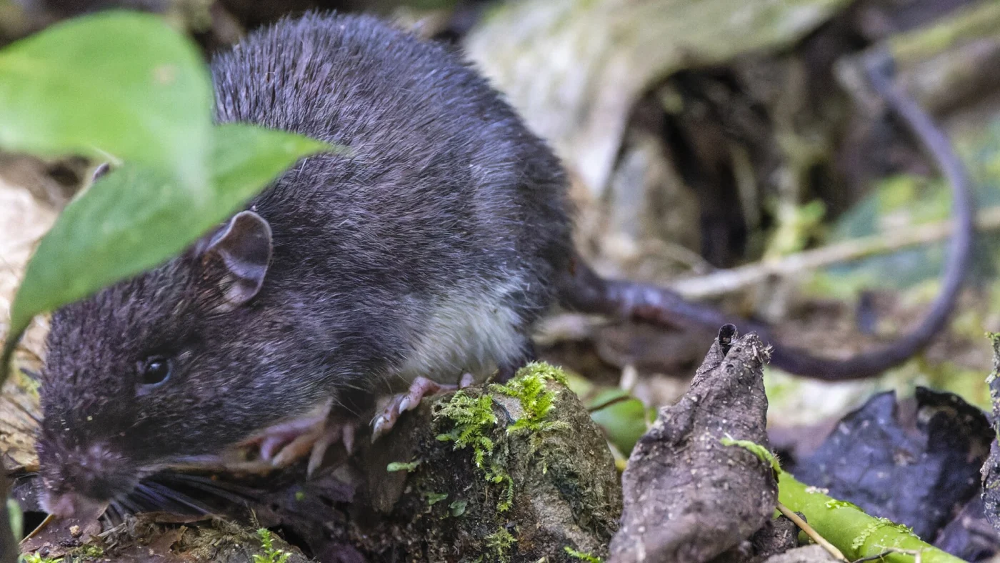 Southern Spiny Pocket Mouse