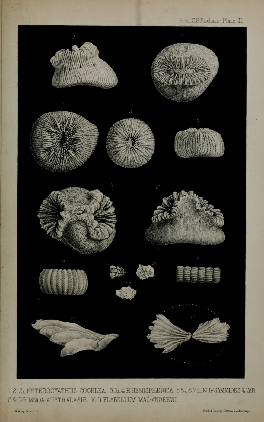 smooth bum coral