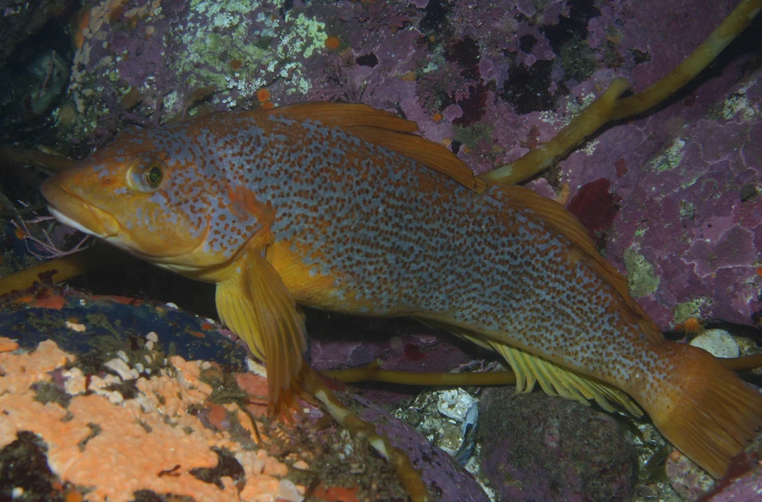 kelp greenling