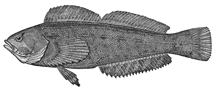 masked greenling