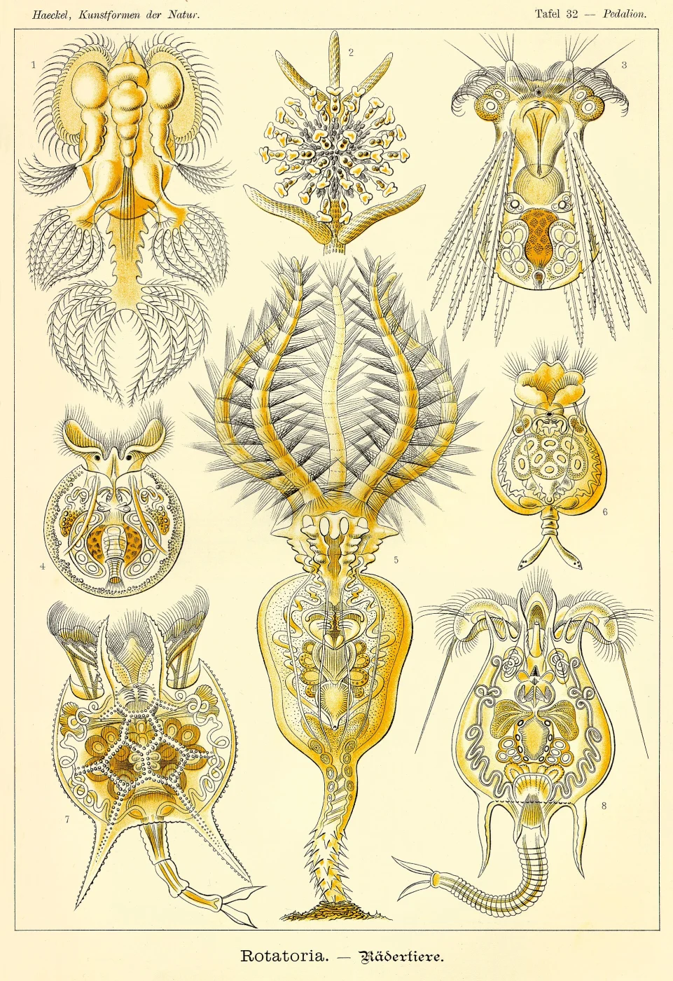 Hexarthra propinqua (Bartoš, 1947)