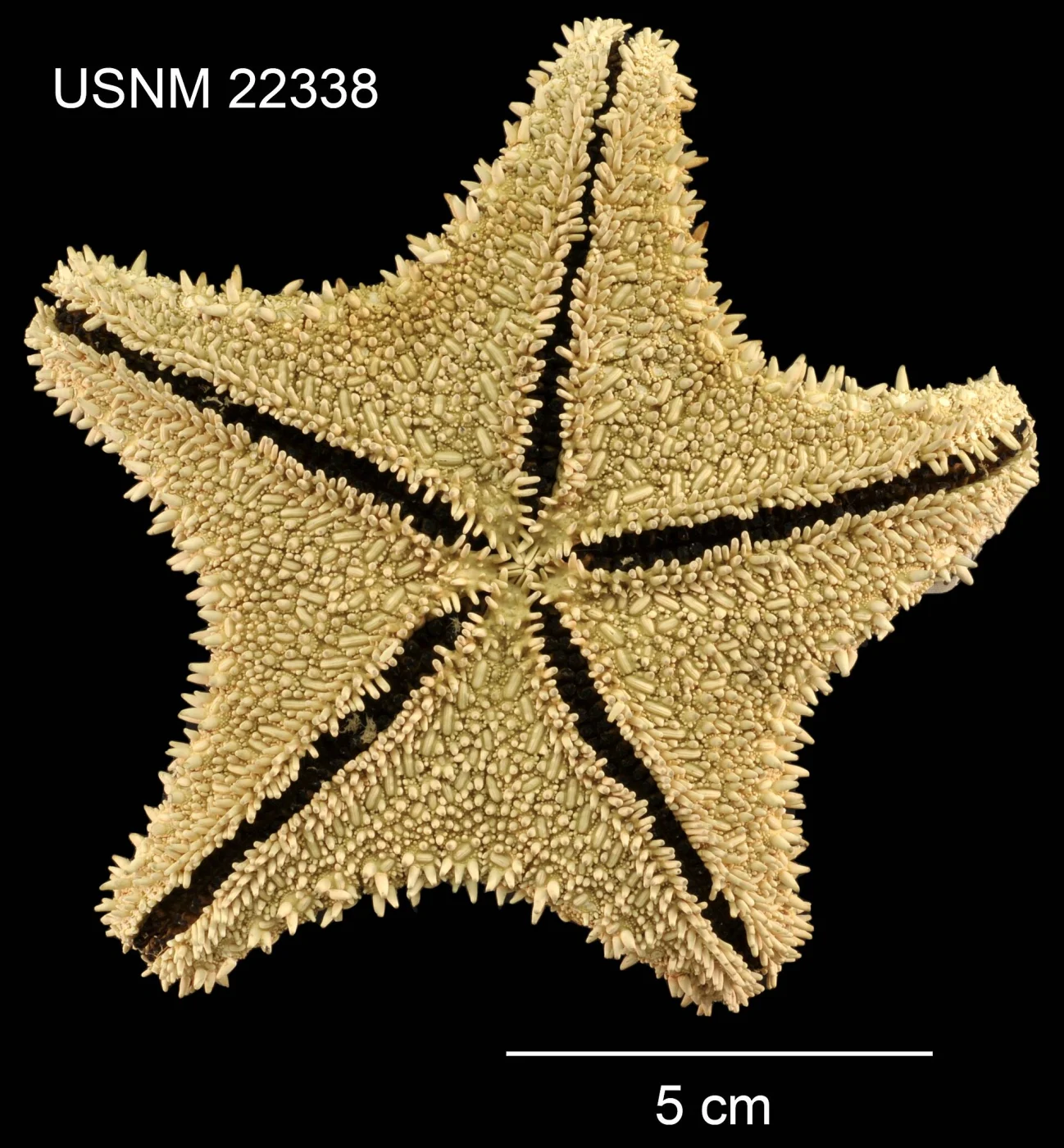 Heath's Spiny Star