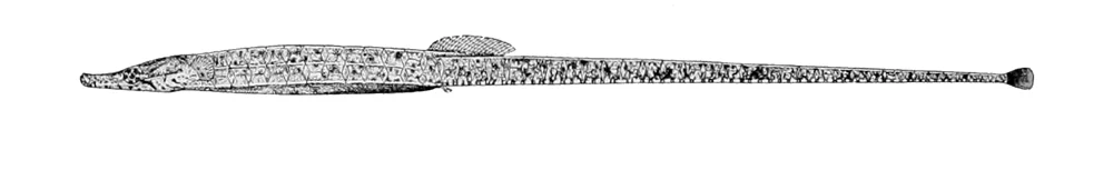 Ward's Pipefish