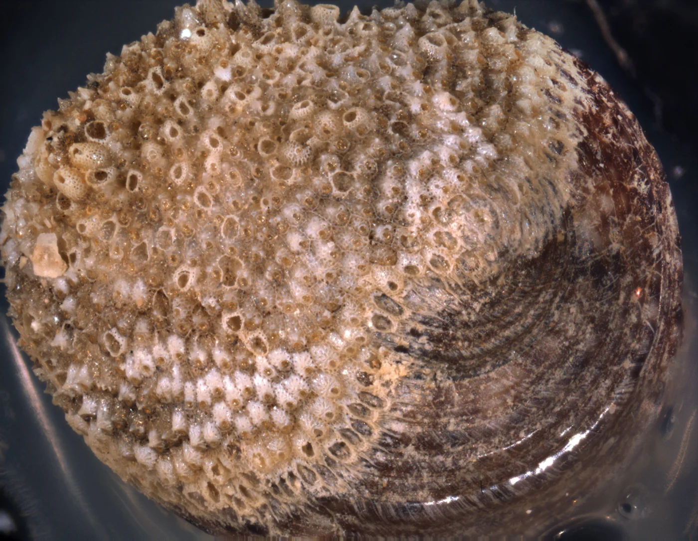 Hippoporidra truculenta