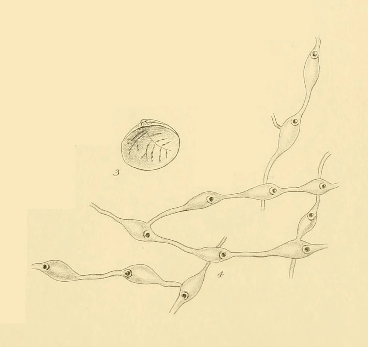 Hippothoa divaricata