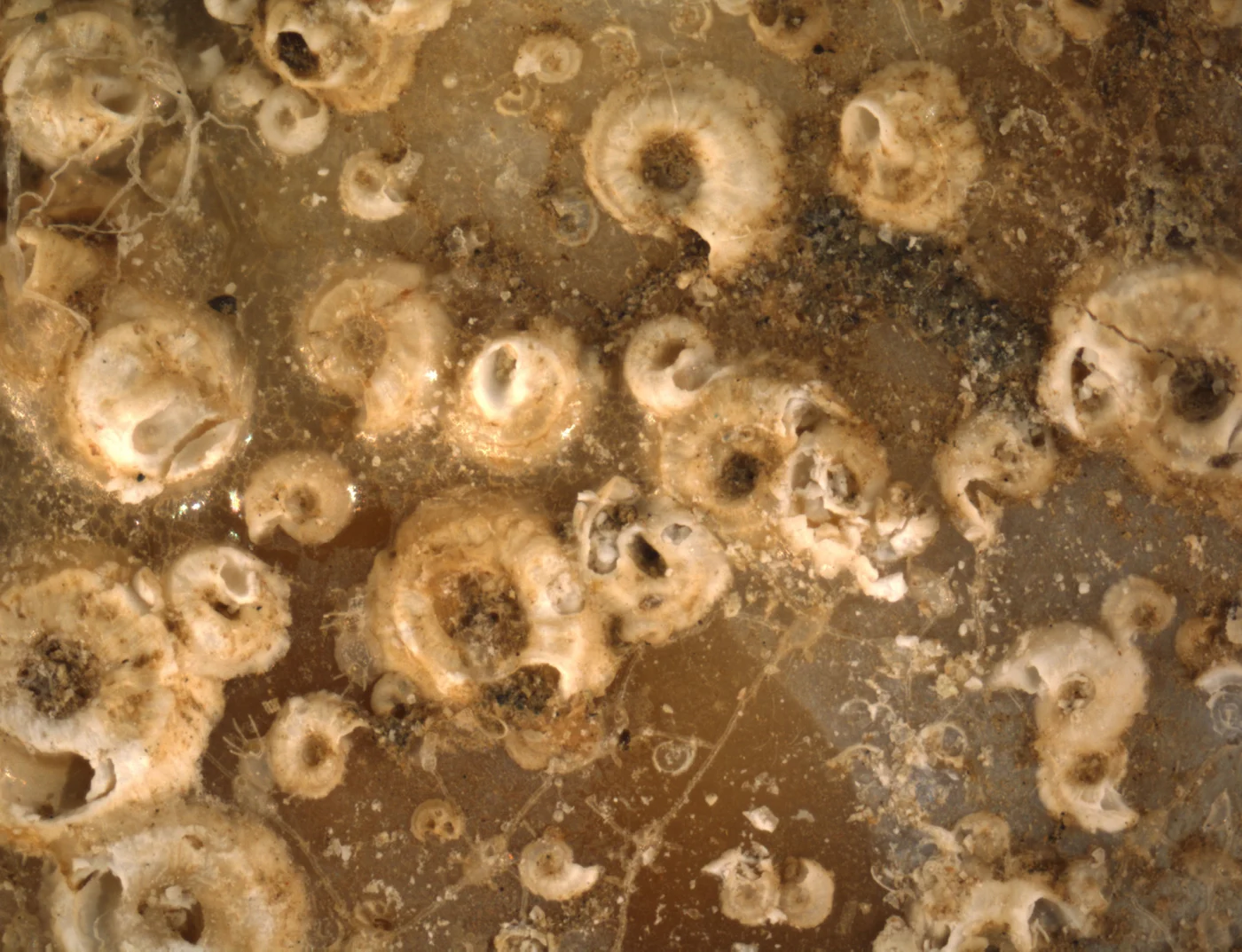 Hippothoa watersi