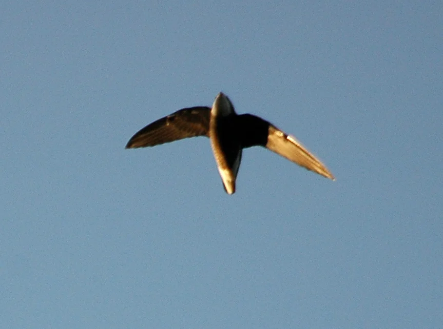 Asian Spine-tailed Swift