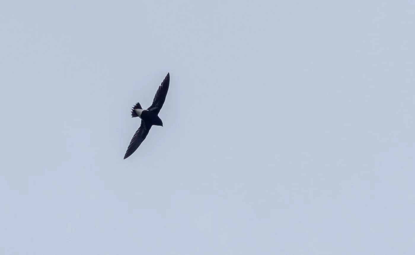 Purple Needletail