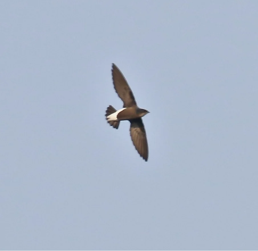 Silver-backed Needletail