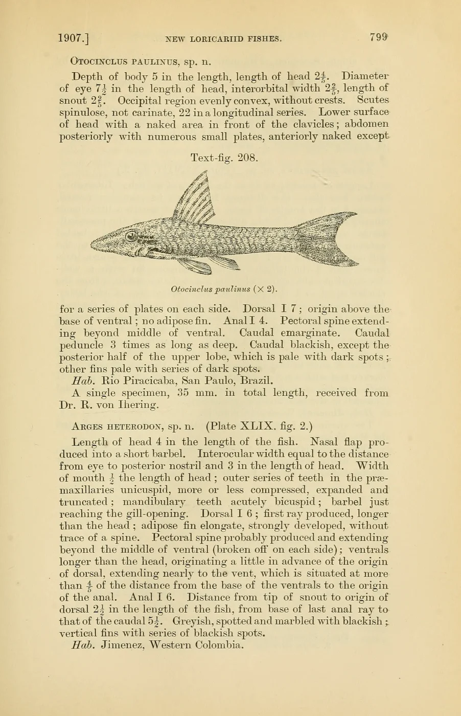 Slender Pixy Catfish