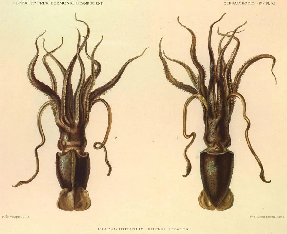 Jewell squid