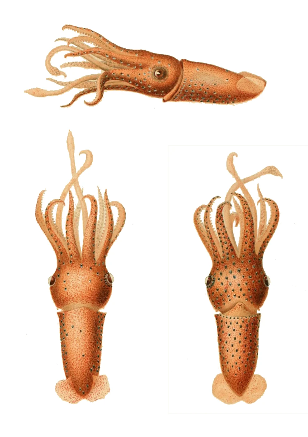 jewel squid