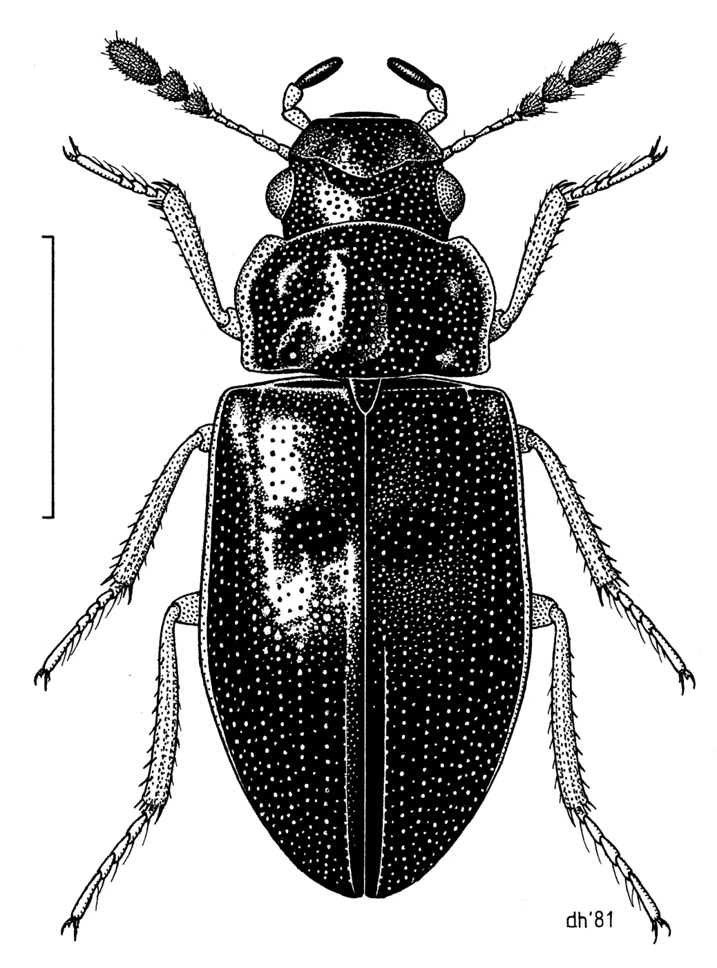 Reefton water beetle