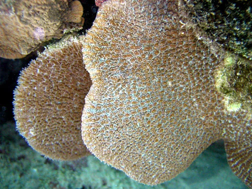 spine coral