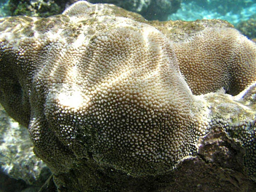 spine coral
