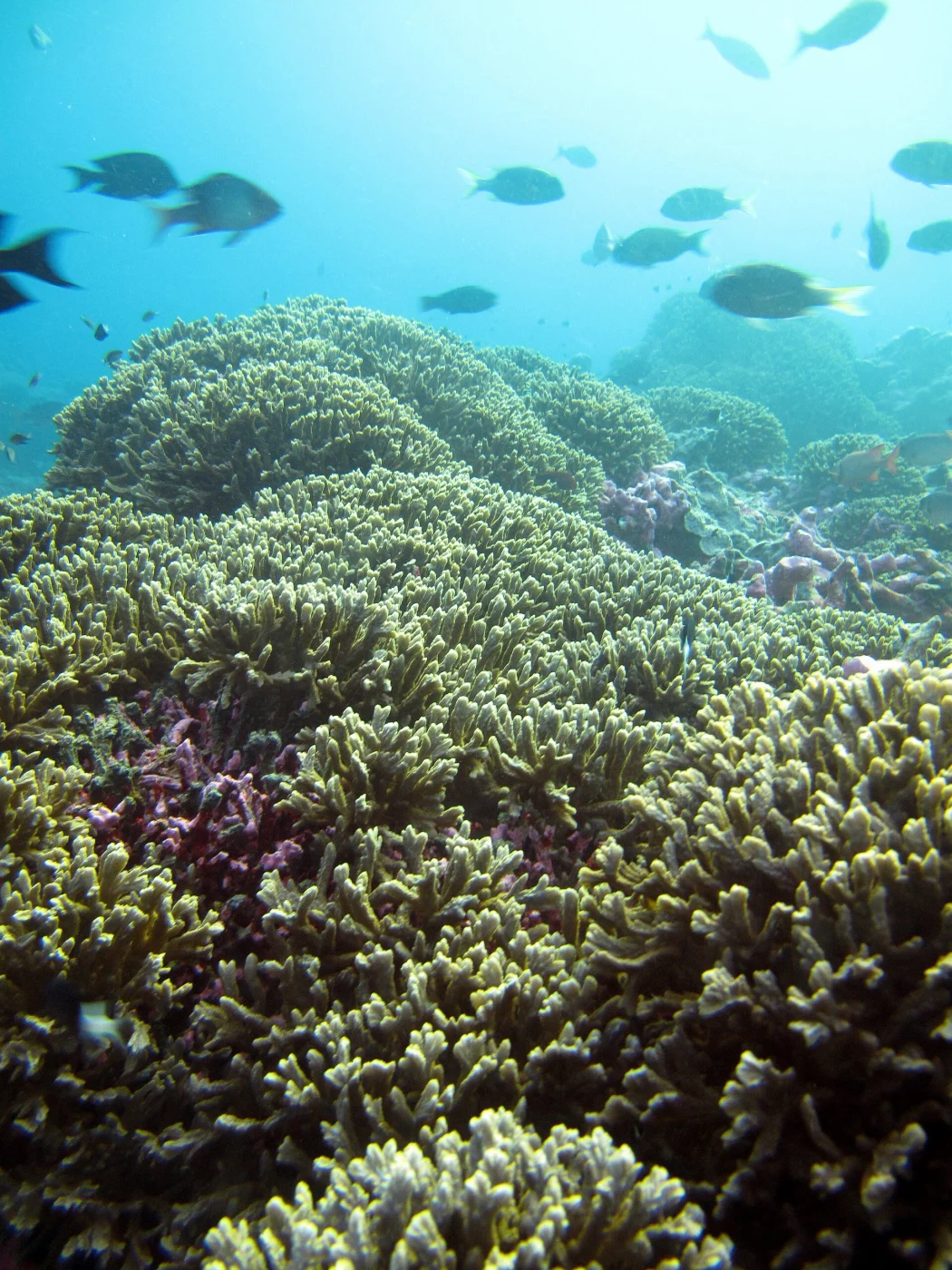 spine coral