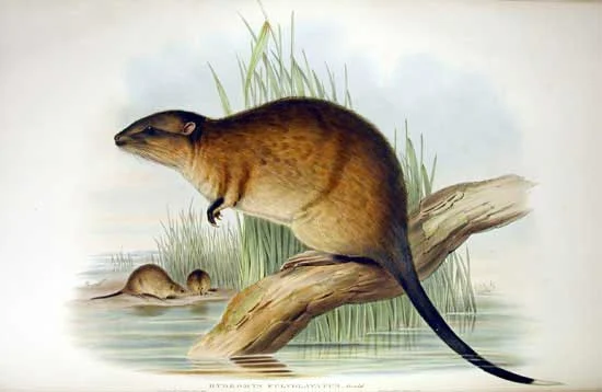 Australian Water Rat
