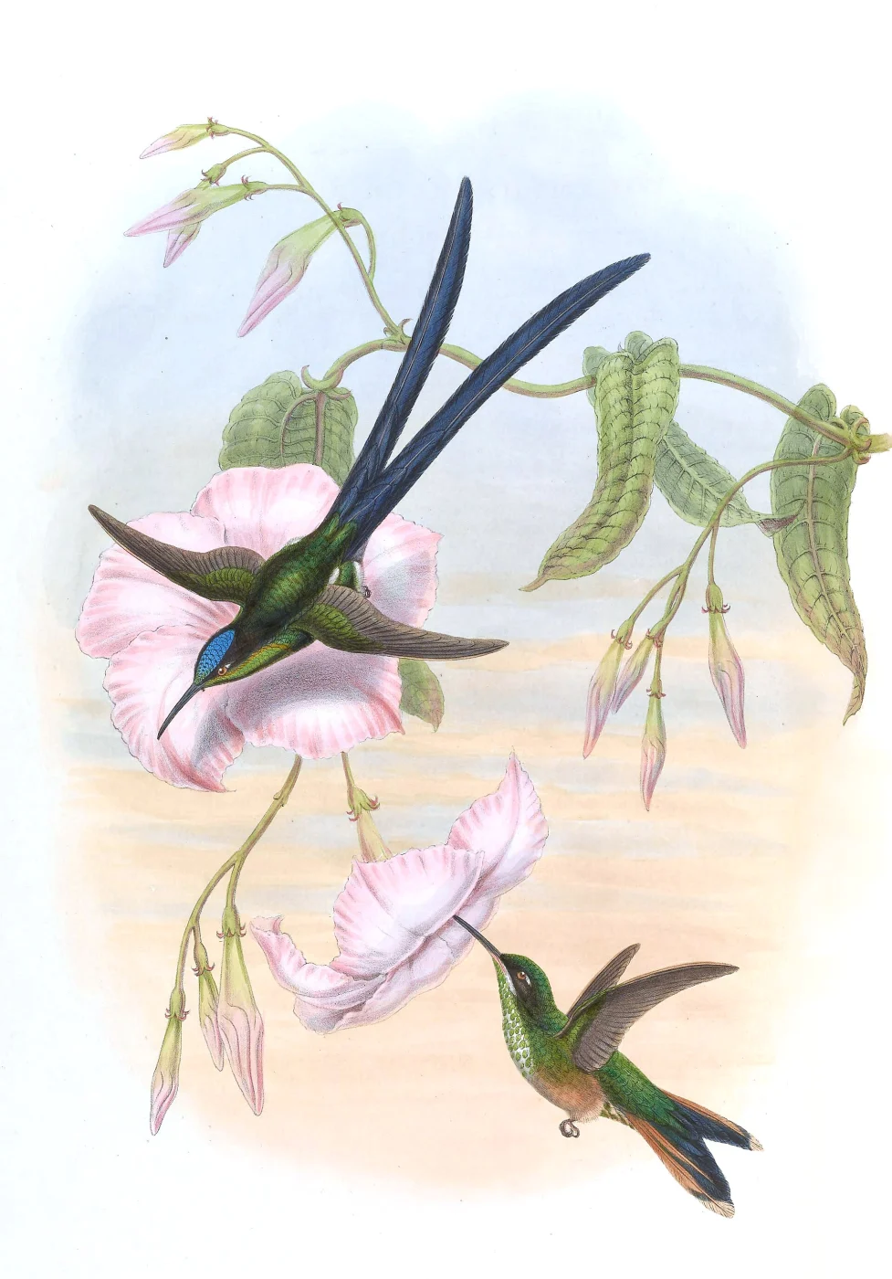 Scissor-tailed Hummingbird