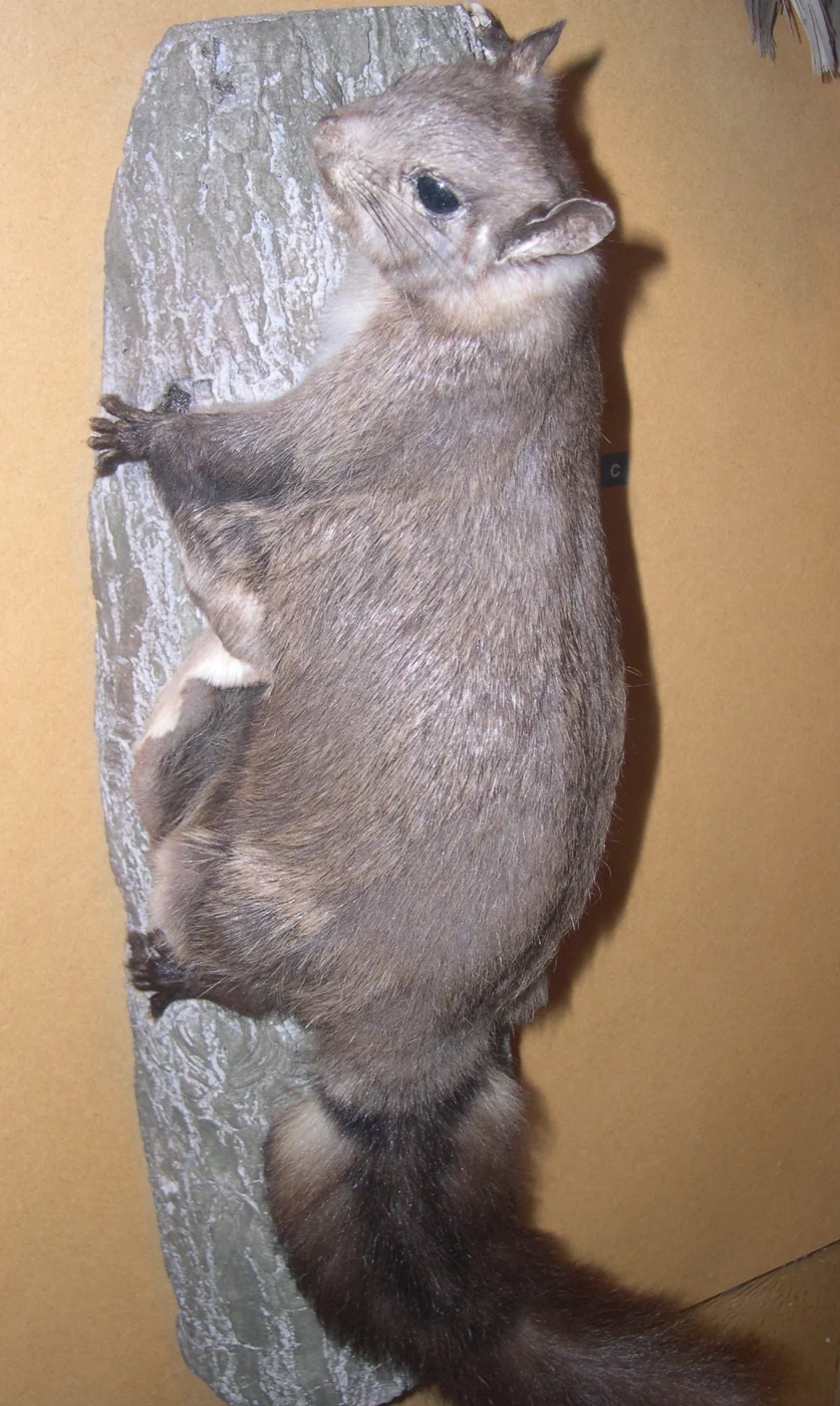 Ardilla voladora de Palawan