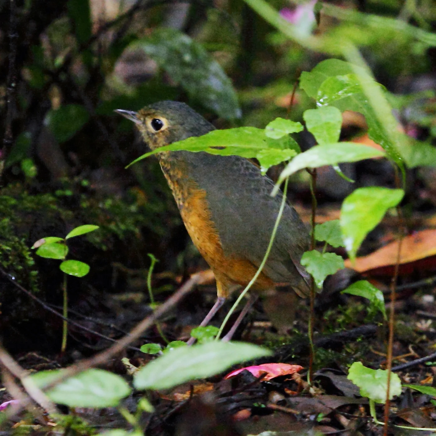 White-browed Antpitta