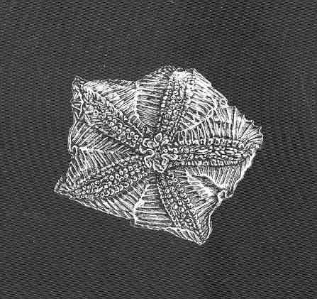 red pentagon