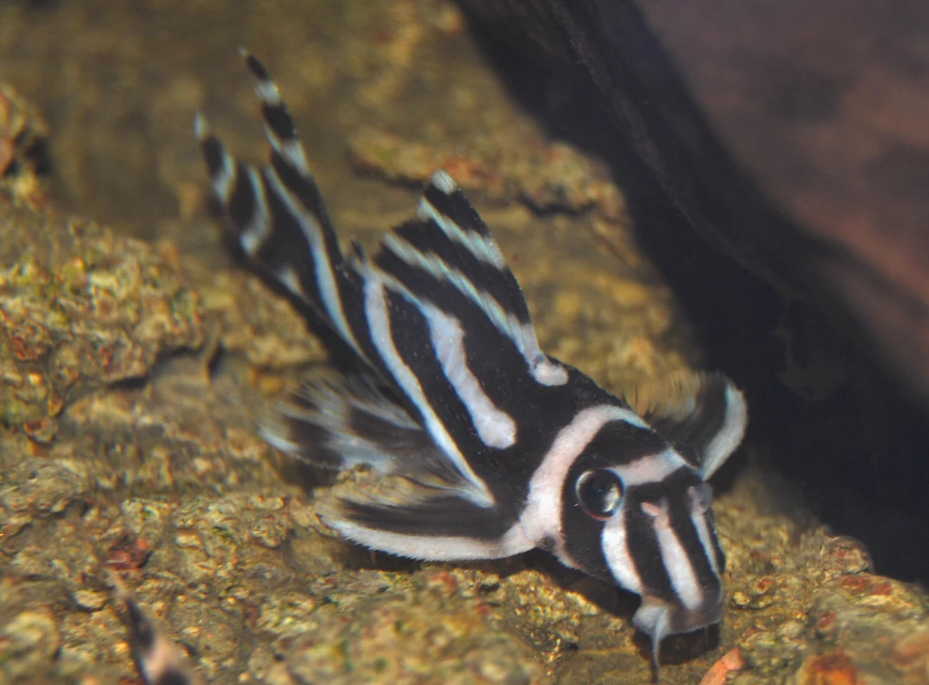 Zebra Pleco