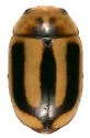 Wolcott's Lady Beetle