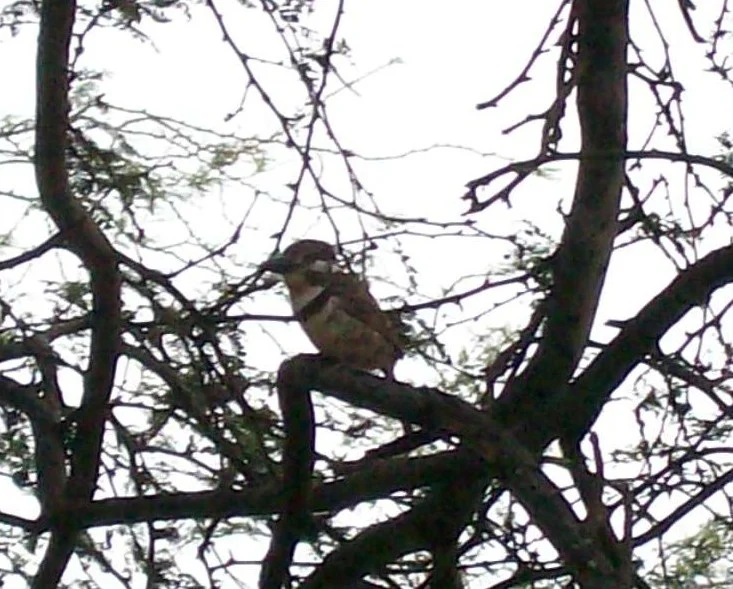 Two-banded Puffbird