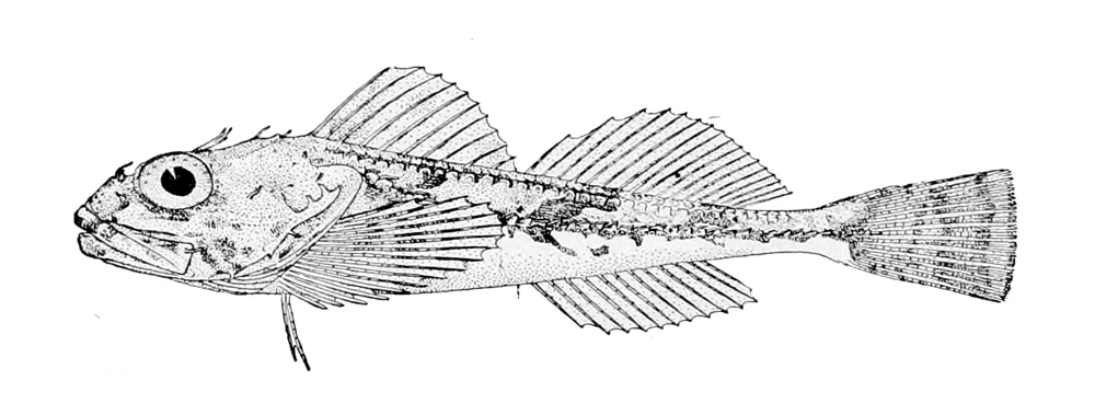 northern sculpin