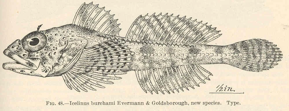 dusky sculpin