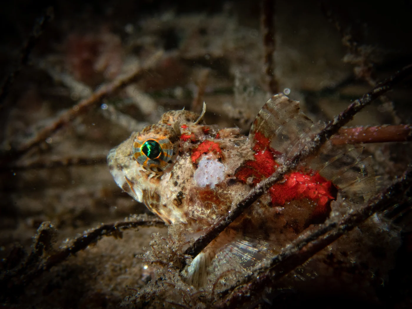 pit-head sculpin