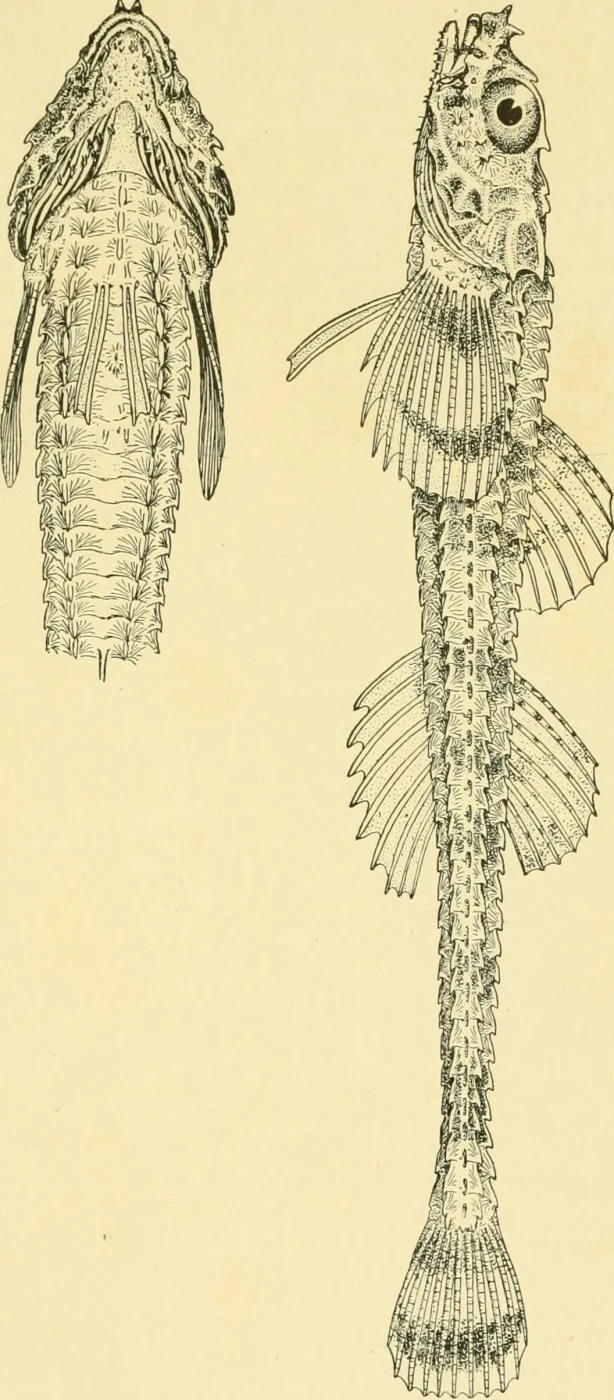 spotfin sculpin