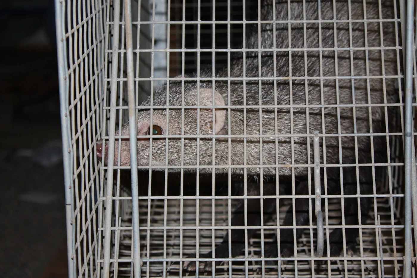 white-tailed mongoose