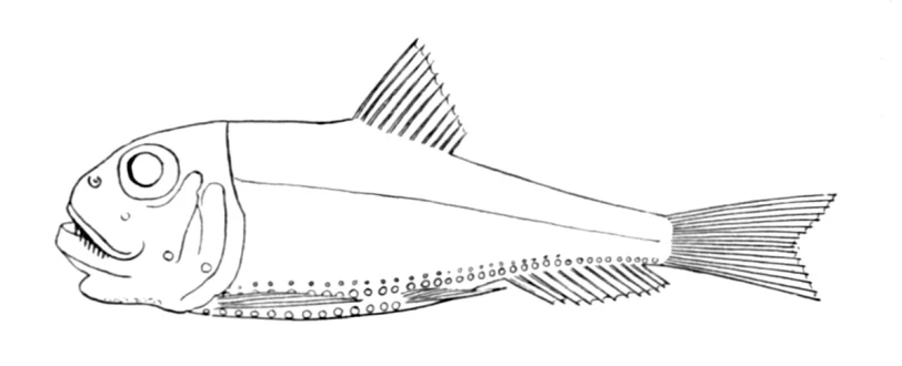 slim lightfish