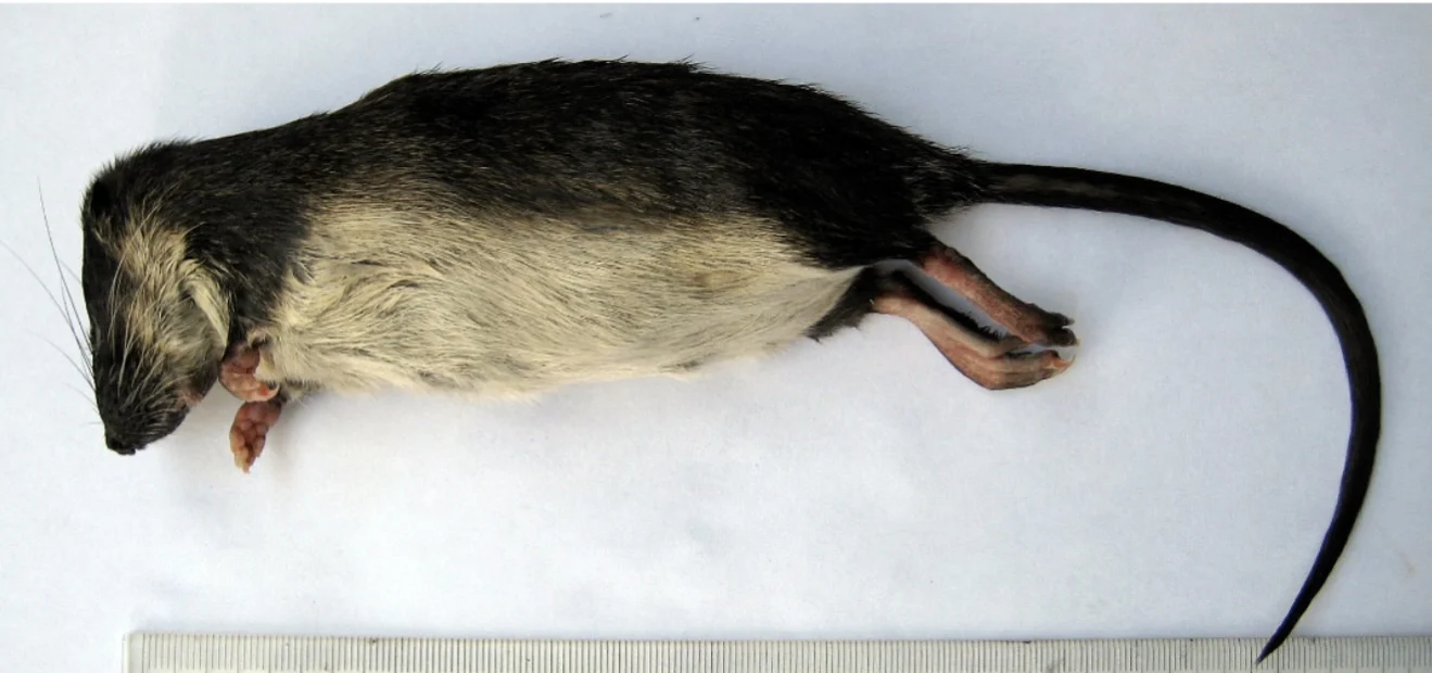 Tweedy s Ichthyomyine