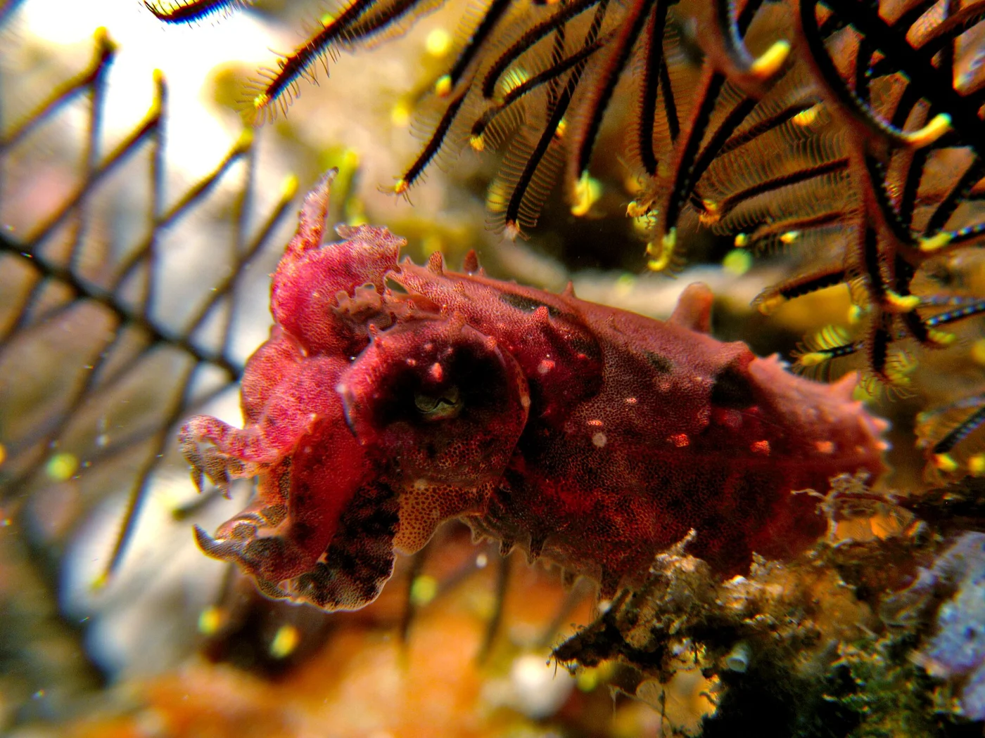 Japanese Pygmy Cuttlefish