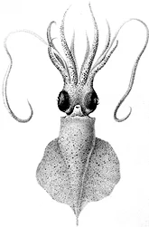 Idioteuthis tyroi