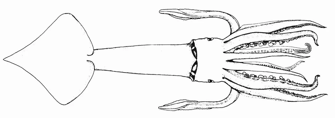 arrow-finned squid