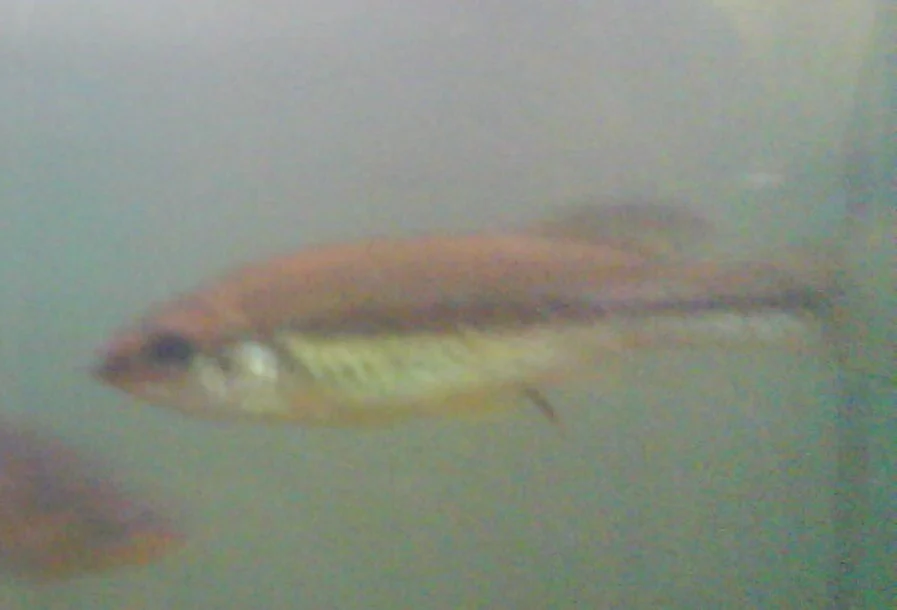 freckled splitfin