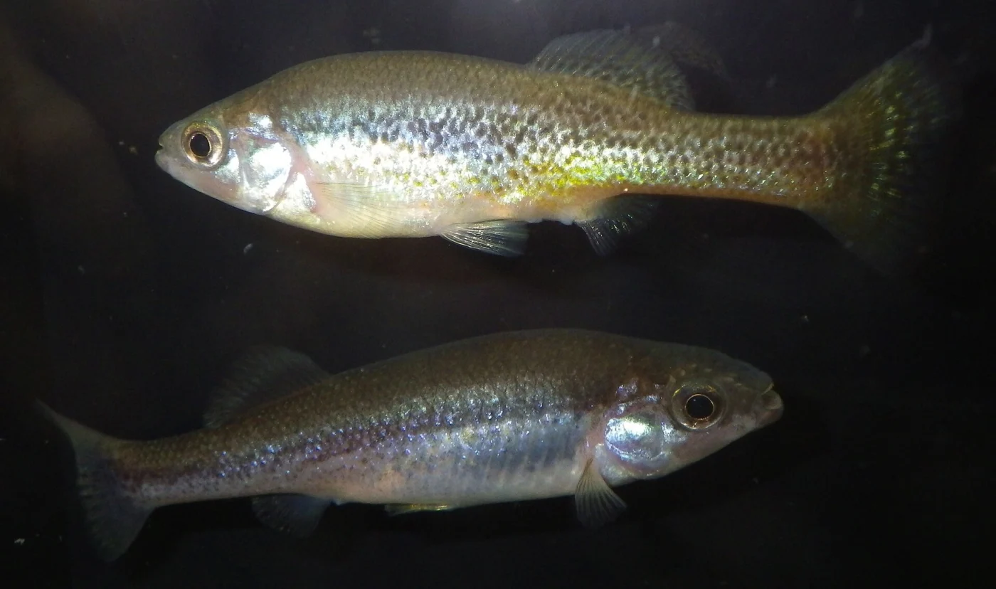 goldbreast splitfin