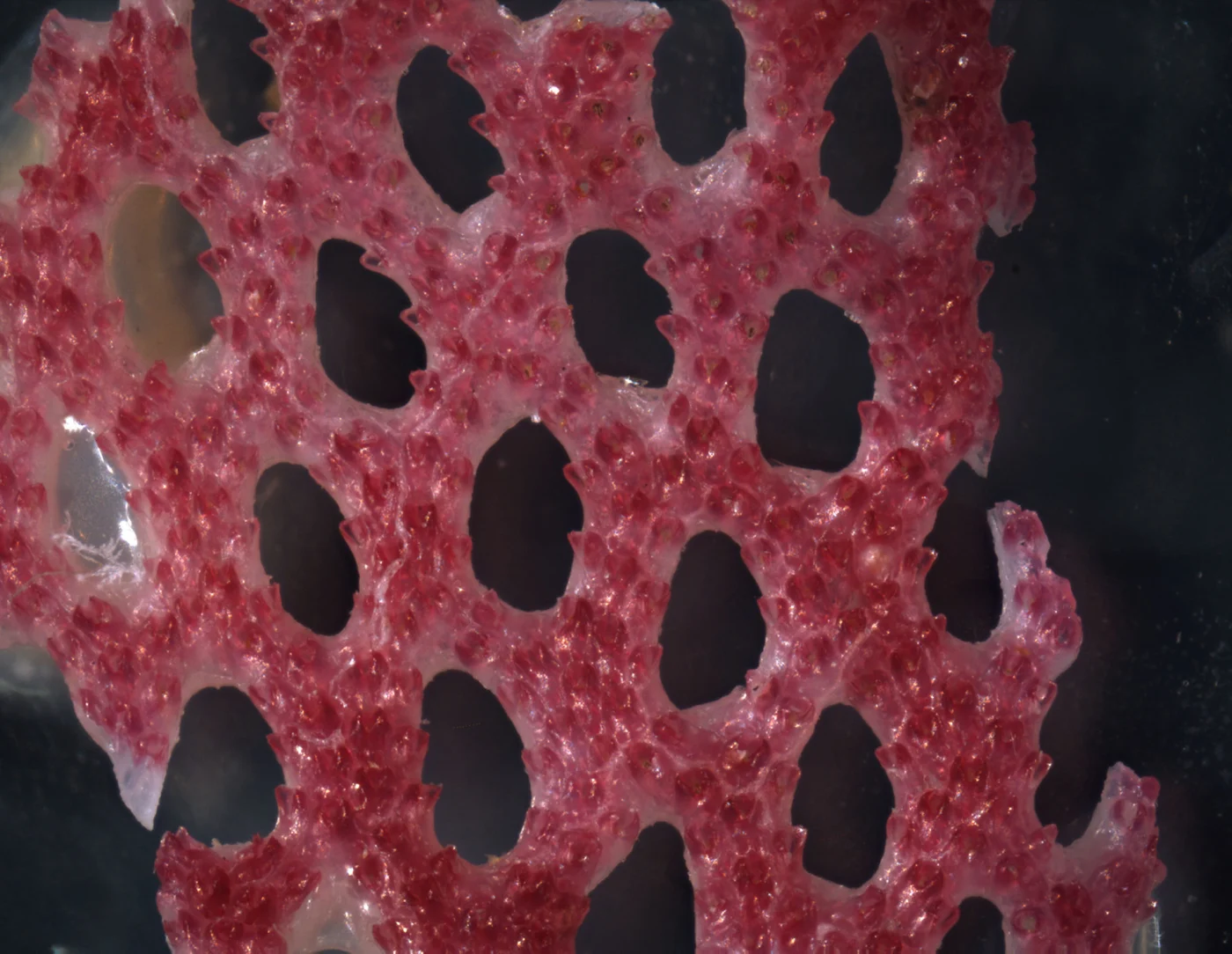 Iodictyum violaceum