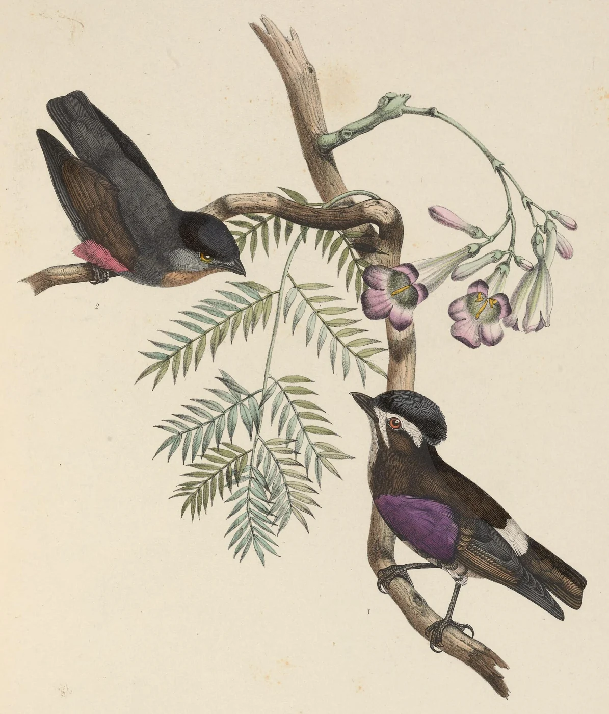 White-browed Purpletuft